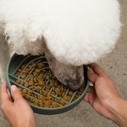 Should We Go? Slow Feeder for Dogs & Puppies, The Slowdown Bowl Silicone Slow Eating, Modern Lick Mat Design, Reduces Gulping, Fits 2 Cups, 7.5” Across x 1.5” Tall, Mealtime Challenge, Medium-Spruce - color: Spruce - Rainbow Design, size: Medium (7.5” Acr
