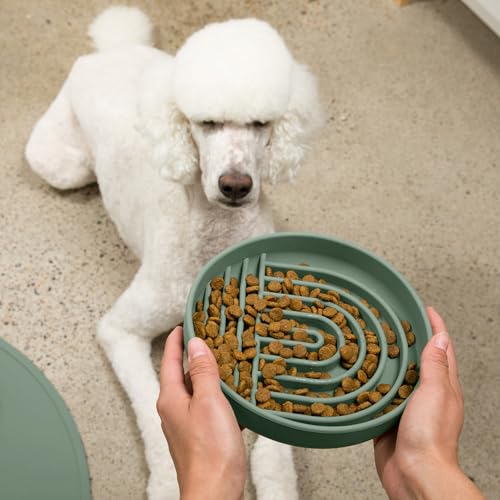 Should We Go? Slow Feeder for Dogs & Puppies, The Slowdown Bowl Silicone Slow Eating, Modern Lick Mat Design, Reduces Gulping, Fits 2.5 Cups, 9.5” Across x 1.5” Tall, Mealtime Challenge, Large-Spruce - color: Spruce - Rainbow Design, size: Large (9.5” Acr
