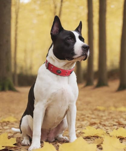 Leather Dog Collar, 2 inches Wide Heavy Duty Genuine Leather Collars, Handmade, Soft, and Luxury, Eye-catching Best Choice for Large and Medium Breed Dogs, Red 18.5-22.5 in - color: Red, size: 18.5-22.5 in