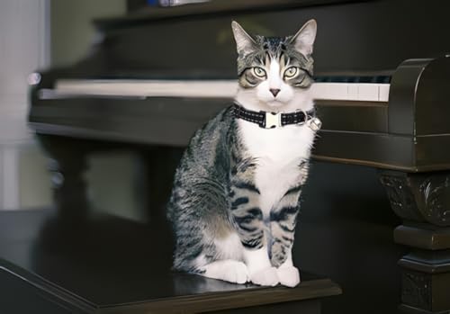 Black Puppy Collar with Bell, Reflective Nylon XS Cat Collars Soft Adjustable Buckle for XXS XSmall Small Puppy Female Tiny Pets Dogs Boy Girl Kitten Yorkie Chihuahua X-Small - color: Black
