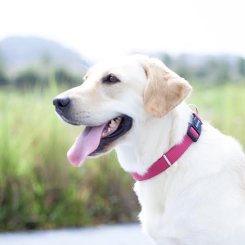 Small Dog Collar Quick-Release| Heavy-Duty Nylon Puppy Collar, Adjustable & Durable Pet Supplies for Boy & Girl Dogs (Small, Rose Red) - color: Rose Red, size: Small