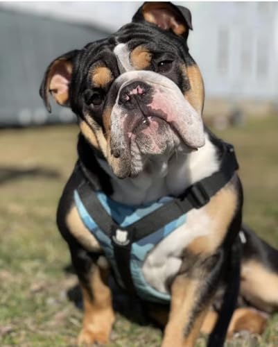 No-Pull Harness for English & French Bulldogs - Adjustable Wide-Chest Fit, Reflective Vest with Control Handle (Bully Blue Camo, Medium) - color: Bully Blue Camo, size: Medium