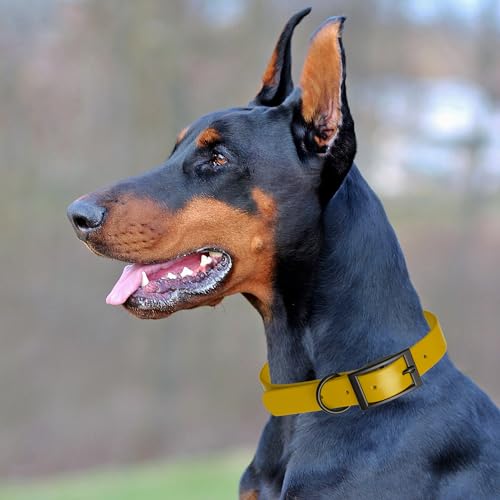 Dogline Biothane Waterproof Dog Collar Strong Coated Nylon Webbing with Black Hardware Odor- Proof for Easy Care Easy to Clean High Performance Fits Small Medium or Large Dogs, Treasure Gold