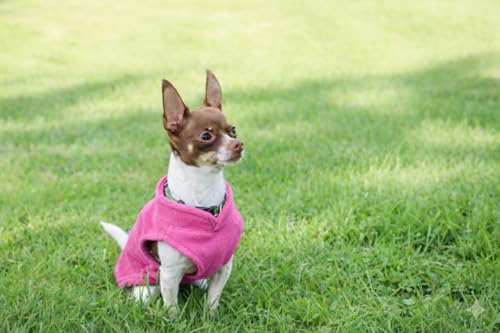 JACKO & CO - Fleece Vest Dog Sweater with Leash Ring - Soft, Warm & Lightweight Pullover Coat for Small & Medium Dogs, Puppies & Cats - Cozy Fall/Winter/Spring Pet Jacket (Pink, Small 4-6lbs) - color: Pink, size: S (4-6lbs)