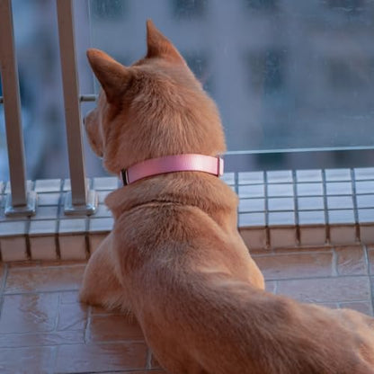 Heavy Duty Dog Collar for Small Dogs, Pink| Quick Release Nylon, Adjustable No-Pull Training & Everyday Walk(Small, Bonbon Pink) - color: Bonbon Pink, size: Small