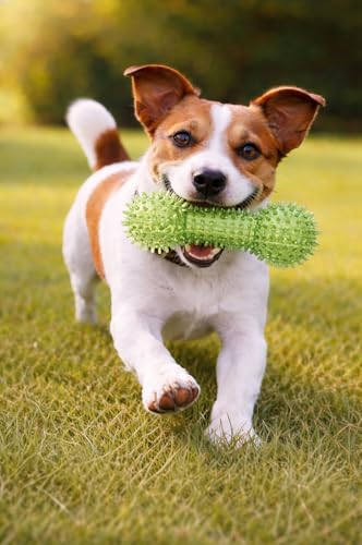 Squeaky Spiky Dog Barbell Toy for Teeth Cleaning & Gum Massage 6.3 Inch Medium Large Dogs Green | Spiny TPR Rubber Chew Toy for Fetch Play Interactive Dental Barbell Durable BPA Free Nontoxic Floats - size: Green Bone 1-Pack