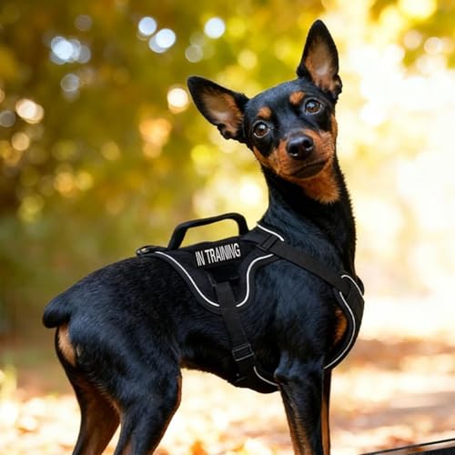 Tactical Dog Harness and Leash Set for Small Dogs - Military Puppy Vest Harness with Patches Vertical Handle Reflective Pet Harness for Walking Hiking Outdoor Training (Black, XXXS) - size: Xxxs