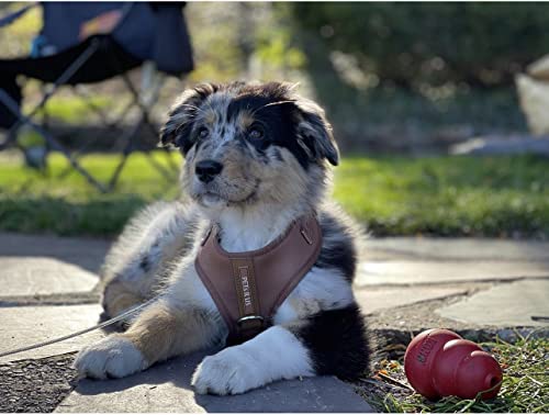 Premium No-Pull Dog Harness Soft Neoprene & Breathable Mesh Vest with Front & Back Clip D-Rings Adjustable Lightweight Walking Harness for Puppies, Small & Medium Dogs (Bronze Brown Gold, XS) - color: Bronze Brown Gold, size: XS: Neck 10.6-14.2'', Chest 1