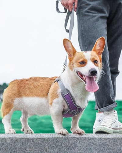 Large Dog Harness and Leash Set,No Pull Adjustable Step in Soft Mesh Vest Harness,Easy Walk Reflective Pet Harness with Padded Handle for Walking Training Small Medium Large Dogs and Cats (Purple, L) - color: Purple, size: L