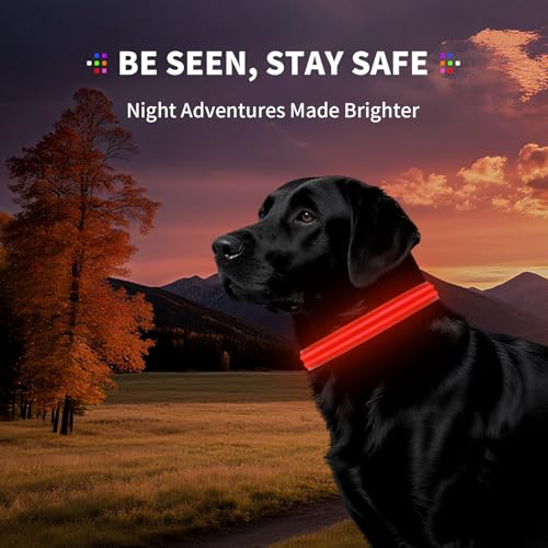 LED Dog Collar with Metal Buckle - USB Rechargeable Glow Collar for Dogs, Waterproof Light Up Dog Collar w/Reflective Strips - Adjustable Night Safety Collars by PetIsay(Red,Medium) - color: Red(Fiber optic version), size: Medium (14½ " - 19½ " )