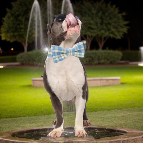 Plaid Dog Collar with Bowtie, Detachable and Adjustable Bow Tie Cat and Dog Collar with Metal Quick Release Buckle Pet Gift for Small Medium Large Dogs (Blue, Medium) - color: Blue, size: Medium