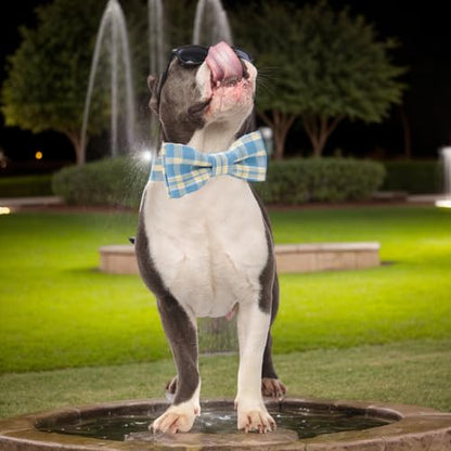 Plaid Dog Collar with Bowtie, Detachable and Adjustable Bow Tie Cat and Dog Collar with Metal Quick Release Buckle Pet Gift for Small Medium Large Dogs (Blue, Medium) - color: Blue, size: Medium
