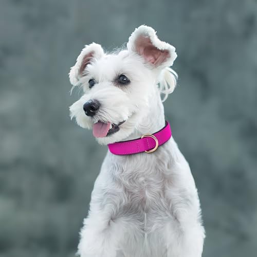 Didog Soft Padded Dog Collars for Small Dogs, Lightweight and Breathable Dog Collar with Metal Buckle, Rose Purple, M - color: Rose Purple, size: M: Fit 11-15" Neck