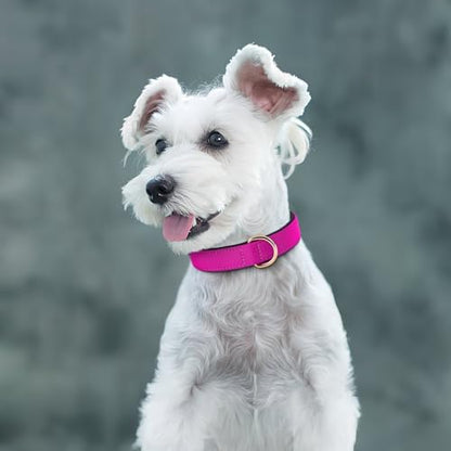Didog Soft Padded Dog Collars for Small Dogs, Lightweight and Breathable Dog Collar with Metal Buckle, Rose Purple, M - color: Rose Purple, size: M: Fit 11-15" Neck