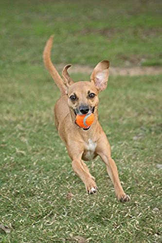 Chuckit! Dog Tennis Ball Dog Toy, Small (2 Inch Diameter) for dogs 0-20 lbs, Pack of 2 - size: Small - Pack of 2
