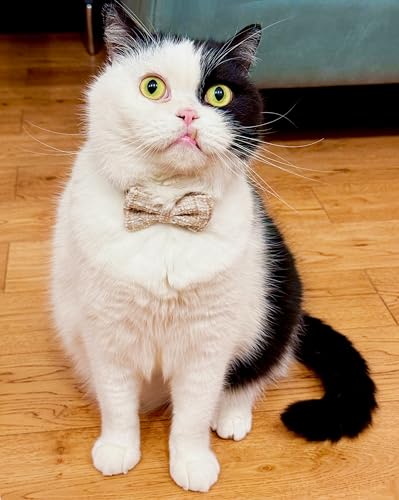 Cat Collar with Bow Tie 2pcs Set Bell Boy Girl Kitten Safety Plaid Grid Checkered Solid Color Suede Velvet Cute Soft Fluffy Gift B-[2pcs] Khaki - color: Style B-[2pcs] Khaki