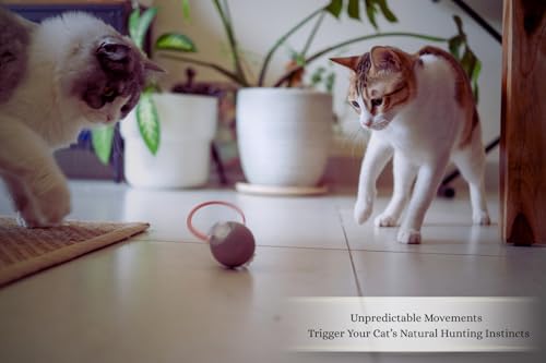 Interactive Cat Toys for Indoor Cats | Premium Quality with 3 Detachable Tails | Automatic Speed Modes with Real-Motion Movement | Rechargeable | Fun for Bored Adult Cats and Kittens