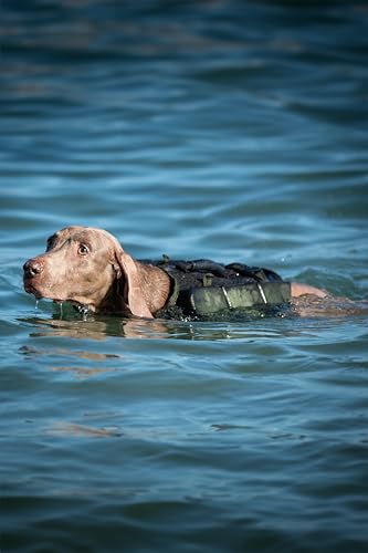 NOAH & PAW Dog Life Jacket, Human Standards Lifejacket Design, Dog Life Vest for Swimming and Boating, 3X Foam Support for Max Floating, Breathable Mesh, Salvavidas para Perros, Size L - size: L