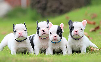 Puppy ID Collar - Identification Adjustable Collars for Newborn Dog Cat, Super Soft Nylon Safety Puppy Whelping Litter Collars for Small Dogs and Puppies (Release Buckle/S) - color: Release Buckle/ S