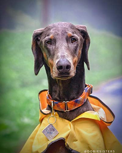 SPOT Rainy Days Slicker - Yellow Dog Rain Jacket With Hood, Reflective Strip for Safety, Leash Hole & Adjustable Velcro Belly Strap, 100% Polyester Water Resistant Pet Raincoat - X-Large, 21in Long - size: X-large