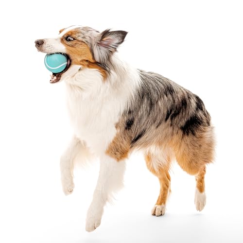 Playology Dog Toys | Squeaky Chew Ball - Bouncy Durable Floating Fetch Ball for Dogs | Jumbo Peanut Butter Scented Toy - Easy to Clean and Made from Non Toxic Materials - size: Jumbo, style: Peanut Butter