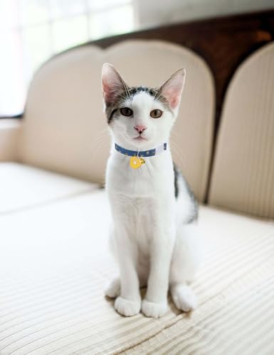 Cat Collar Breakaway with Bells,3 Pack Safety Adjustable Pet Collars,Ideal for Girl Boy Kittens. (Blue Black Starfish) - color: Blue Black Starfish