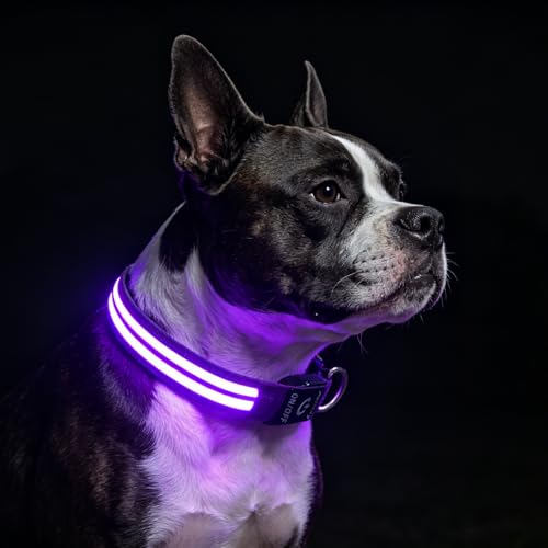 Dog Light up Collar for Night Walking - High Visibility LED Dog Collar - Rechargeable - Waterproof - Reflective - Adjustable Lighted Glow Collars(Purple,Medium) - color: Purple, size: Medium (14" - 19" )