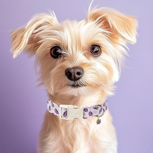 Summer Dog Collar Cute Grape Dog Collars for Puppy Small Dogs - Lightweight Adjustable Boy Girl Dogs Everyday Collar with Quick Release Buckle XS - color: Cute Grape, size: XS