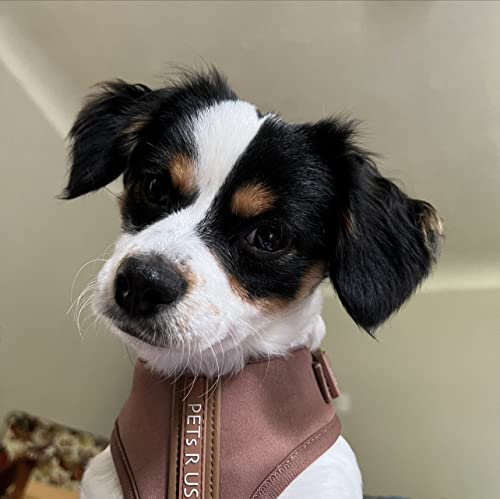 Premium No-Pull Dog Harness Soft Neoprene & Breathable Mesh Vest with Front & Back Clip D-Rings Adjustable Lightweight Walking Harness for Puppies, Small & Medium Dogs (Bronze Brown Gold, XS) - color: Bronze Brown Gold, size: XS: Neck 10.6-14.2'', Chest 1