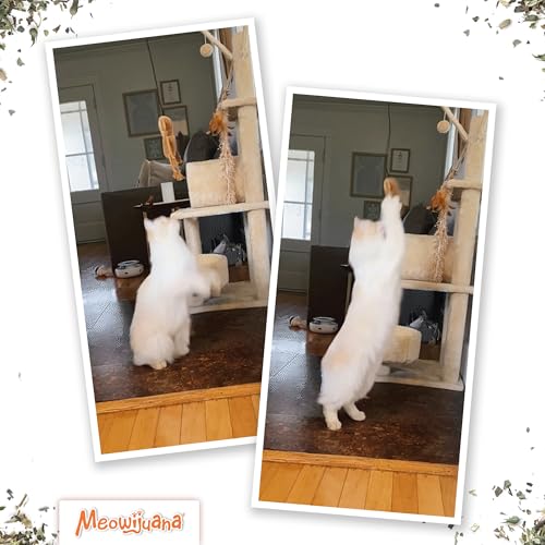 Meowijuana Jump 'n' Jamb Door Hanging Cat Toy | Funky Monkey | Refillable Interactive Catnip Toy | Promotes Play and Cat Health | Includes Potent Catnip Grown in North America - color: Funky Monkey
