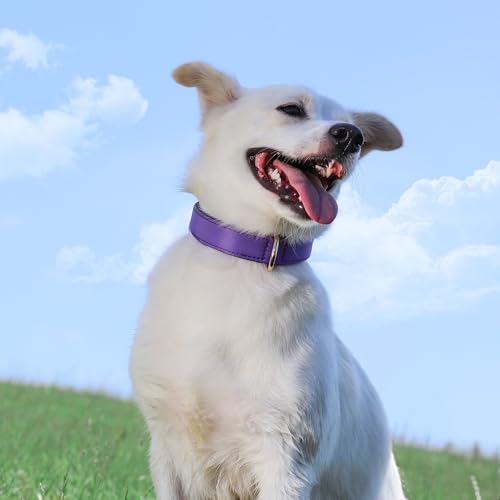Didog Soft Padded Dog Collars for Medium Dogs, Lightweight and Breathable Purple Dog Collar with Metal Buckle, Purple, L - color: Purple, size: L: Fit 13-17" Neck