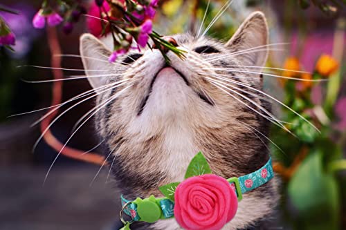 Spring Cat Collar, Floral Kitten Collar Breakaway, Flower Dog Collar for Small Dogs Female