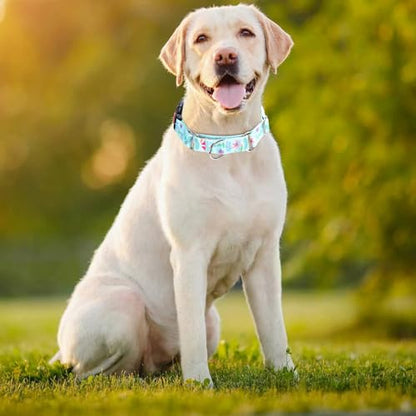 Personalized Custom Customized Martingale Dog Collars with Engraved ID Name Plate Phone Number for Puppy X-Small Small Medium Large X-Large Boy Girl Dogs