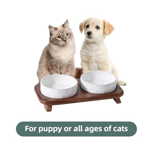 Havniva Cat Food Bowl, 6.1" Raised Cat Bowls with Acacia Wood Stand, Elevated Cat Bowls Ceramic Pet Food & Water Bowl Set, Extra Wide Whisker Friendly Elegant Pet Bowls for Kitten, Cats, Puppy - color: 2 Bowls+Stand- Arctic White