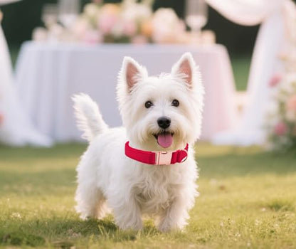Tunkoo Super Soft Dog Collar with Red Silk - for Christmas/Holidays/Weddings, Luxury Rose Gold Buckle, Small Medium Large Adjustable Sizes, L - color: F - Red, size: Large