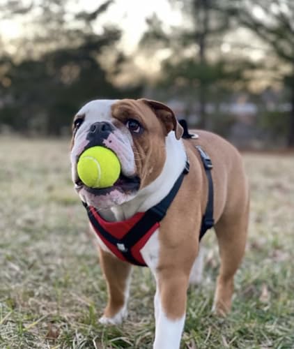 No-Pull Harness for English & French Bulldogs - Adjustable Wide-Chest Fit, Reflective Vest with Control Handle (Bulldog Red, Medium) - color: Bulldog Red, size: Medium