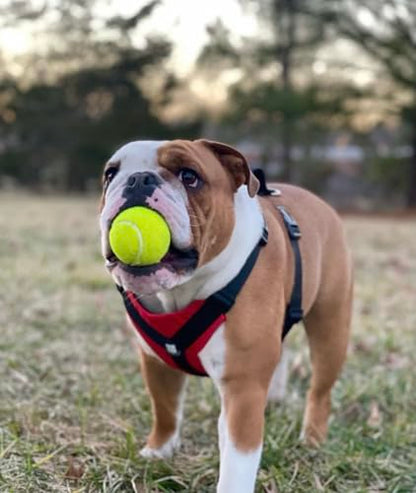 No-Pull Harness for English & French Bulldogs - Adjustable Wide-Chest Fit, Reflective Vest with Control Handle (Bulldog Red, Medium) - color: Bulldog Red, size: Medium