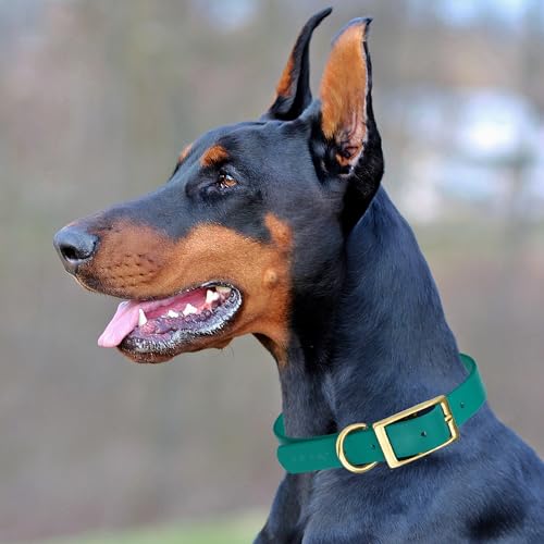 Viper Biothane Heavy Duty Waterproof Dog Collar Strong Coated Nylon Webbing w/Solid Brass Hardware Odor-Proof for Easy Care Easy to Clean High Performance Fits Small Medium or Large Dogs, Blue Aqua