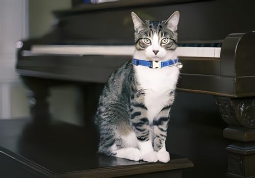 Blue Puppy Collar with Bell, Reflective Nylon XS Cat Collars Soft Adjustable Buckle for XSmall Small Puppy Female Tiny Pets Dogs Boy Girl Kitten Yorkie X-Small - color: Blue