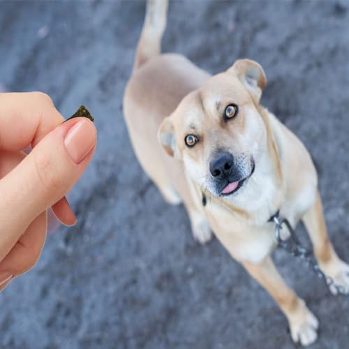 Lil' Bitz Soft & Chewy Training Treats for Dogs, Bite Size Reward Treats for Training & Positive Reinforcement, Grain Free Treats Made with Real Chicken, Flame Roasted Chicken Flavor, 4 oz Bag - size: 4 Ounce (Pack of 1)
