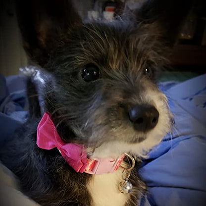 PUPTECK Bowtie Dog Collar with Bell 2 Packs, Adjustable Cute Puppy Collar, Sweet Gift for Small Dogs Pets 11.8-15.7 in - color: Pink, size: 11.8-15.7 in