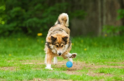 Snug Rubber Dog Balls for Small and Medium Dogs - Tennis Ball Size - Virtually Indestructible (3 Pack - Blue) - color: Blue