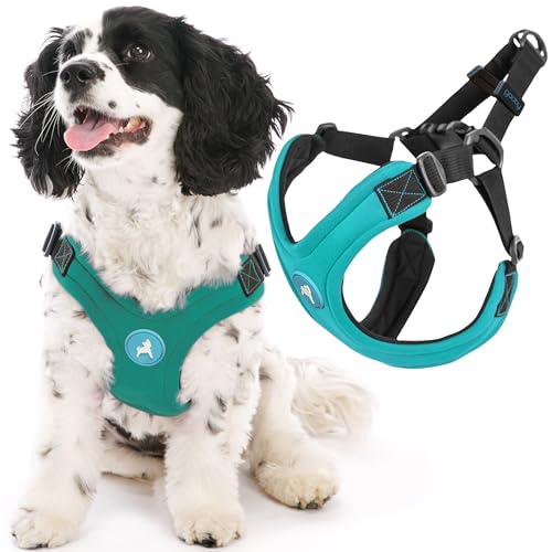 Gooby Escape Free Sport Harness - Turquoise, Large - No Choke Step-in Patented Neoprene Small Dog Harness, Four-Point Adjustment - Perfect on The Go Dog Harness for Medium Dogs No Pull and Small Dogs - color: Turquoise, size: Large chest (16-24.25")