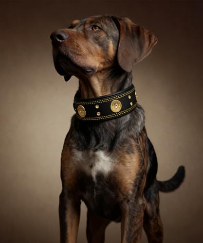 Leather Dog Collar, 2 inches Wide Heavy Duty Genuine Leather Collars, Handmade, Soft, and Luxury, Eye-catching Best Choice for Large and Medium Breed Dogs, Black-Gold 21-25 in - color: Black-Gold, size: 21-25 in