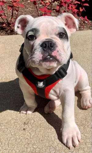 No-Pull Harness for English & French Bulldogs - Adjustable Wide-Chest Fit, Reflective Vest with Control Handle (Bulldog Red, Small) - color: Bulldog Red, size: Small