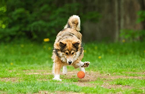 Snug Rubber Dog Balls for Small and Medium Dogs - Tennis Ball Size - Virtually Indestructible (3 Pack - Hot) - color: Hot
