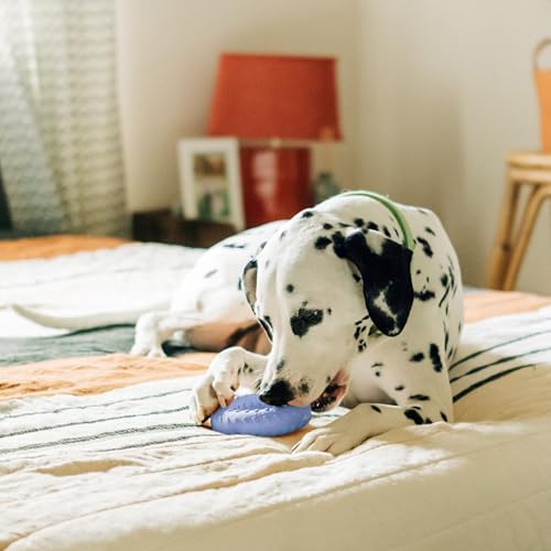 Playology Dog Toys | Dual Layer Ring Durable Dog Toy for Tough Chewers | Jumbo Blueberry Scented Chew Toy for Large Dogs - size: Jumbo, style: Blueberry