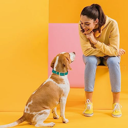 Viper Biothane Heavy Duty Waterproof Dog Collar Strong Coated Nylon Webbing w/Solid Brass Hardware Odor-Proof for Easy Care Easy to Clean High Performance Fits Small Medium or Large Dogs, Blue Aqua