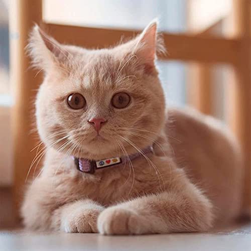 Pawtitas Reflective Purple Cat Collar with Safety Buckle and Removable Bell for Kitten and Cats - color: Reflective Purple