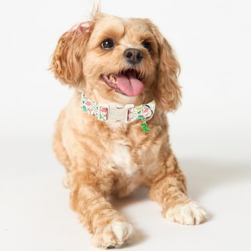 Dinosaur Dog Collar Cute Boy Dog Collars for Puppy Small Dogs - Lightweight Adjustable Cartoon Design Male Female Dogs Everyday Collar with Safety Buckle XS - color: Cute Dino, size: XS